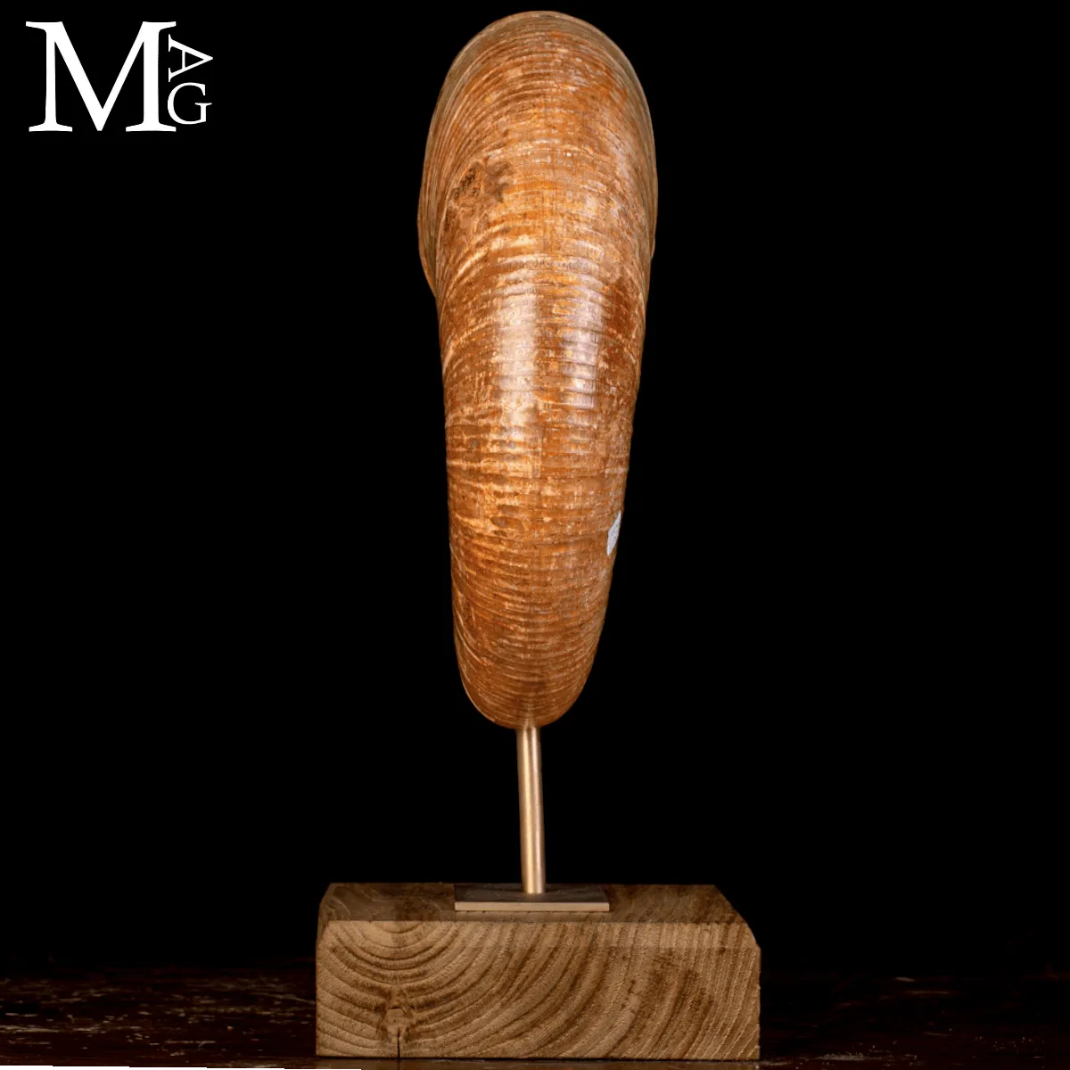 Ammonite Fossile Lytoceras – Eleganza Preistorica su Base.