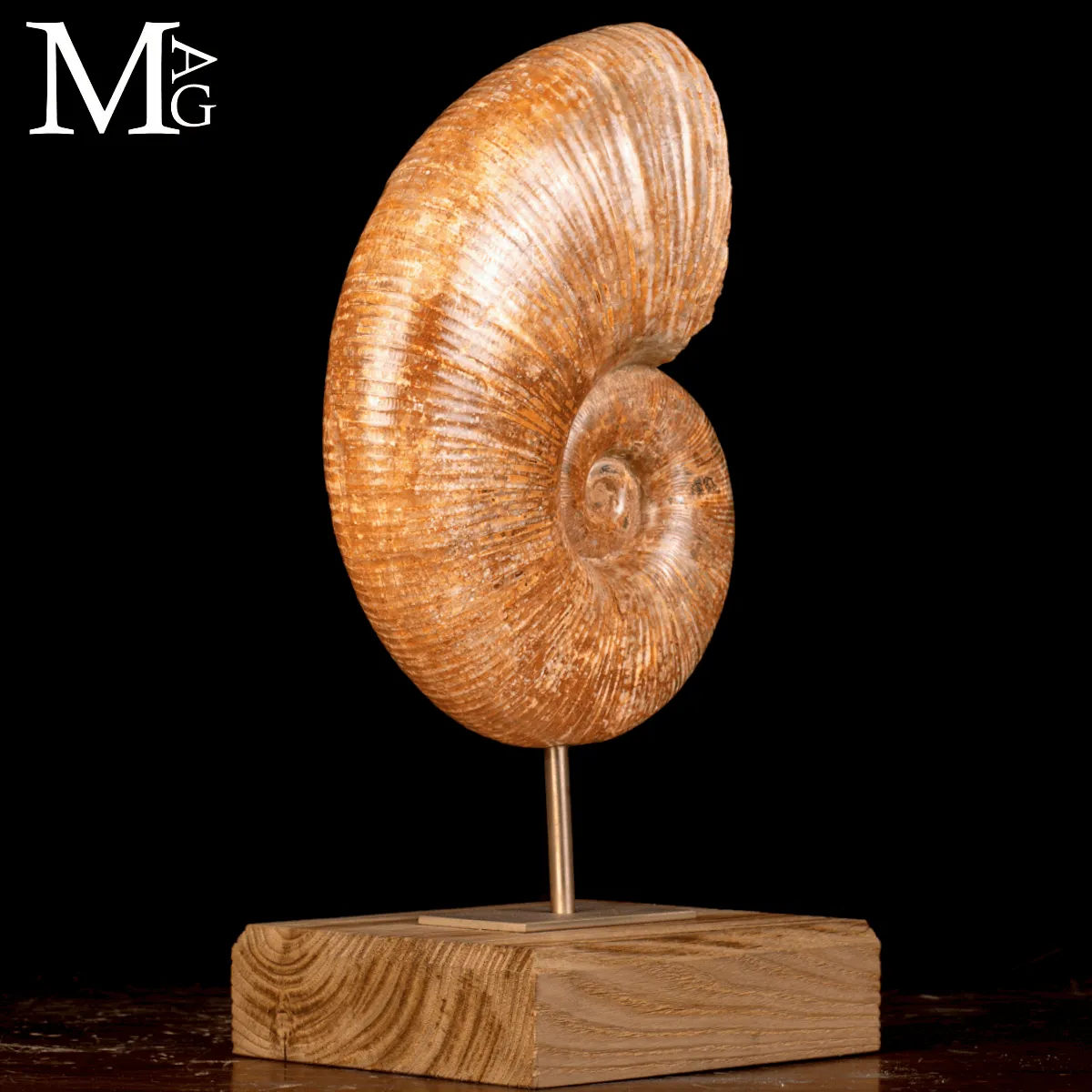 Ammonite Fossile Lytoceras – Eleganza Preistorica su Base.