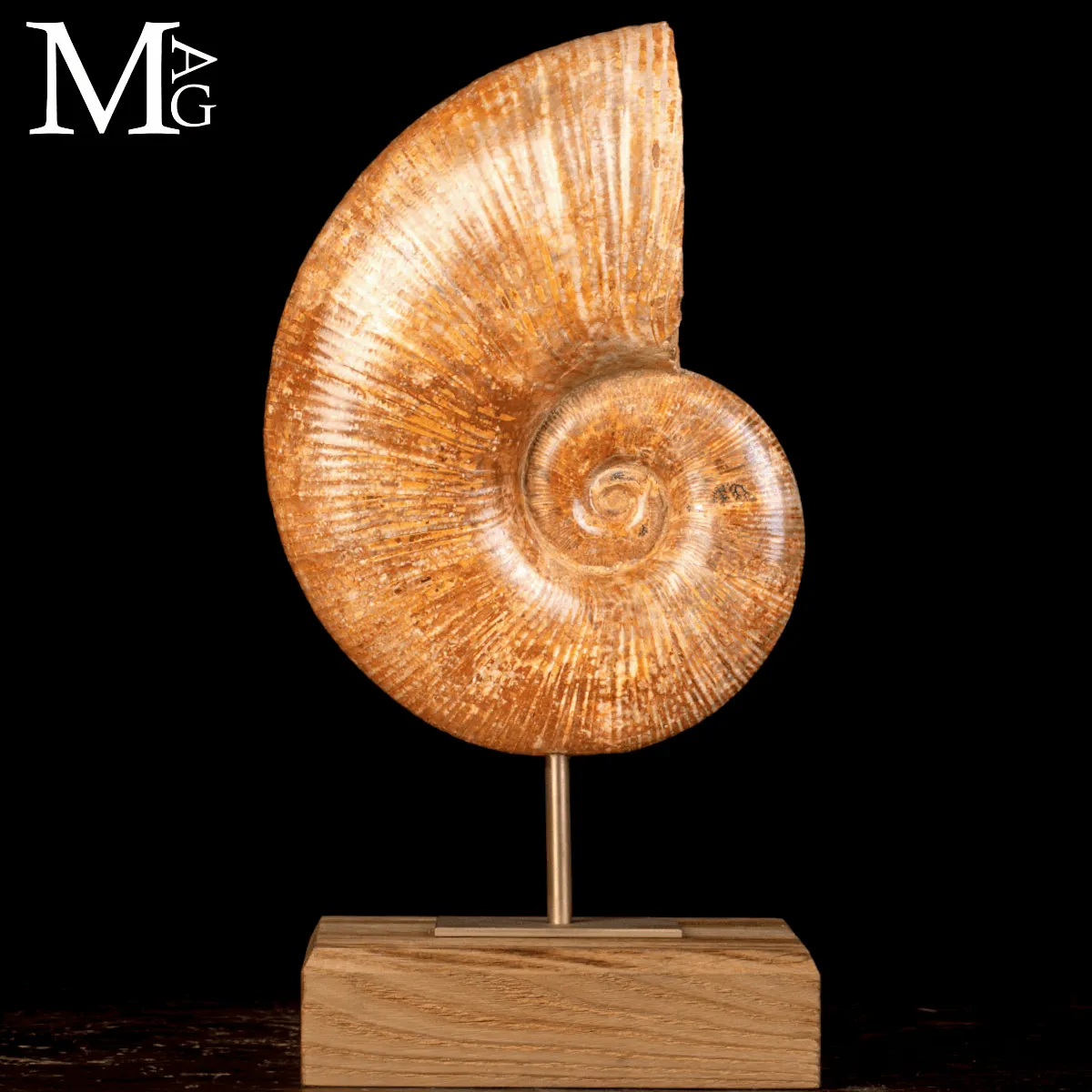 Ammonite Fossile Lytoceras – Eleganza Preistorica su Base.