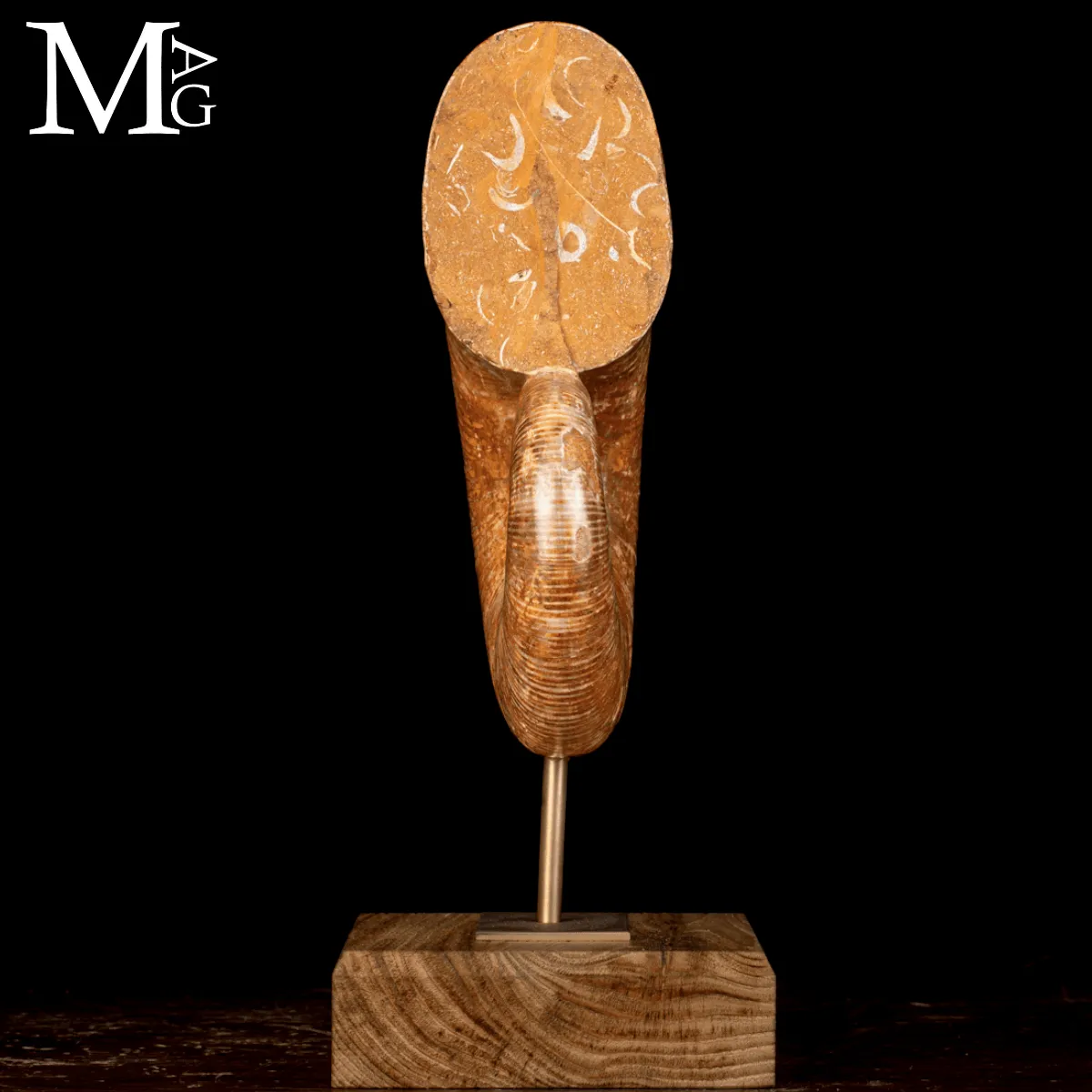 Ammonite Fossile Lytoceras – Eleganza Preistorica su Base.