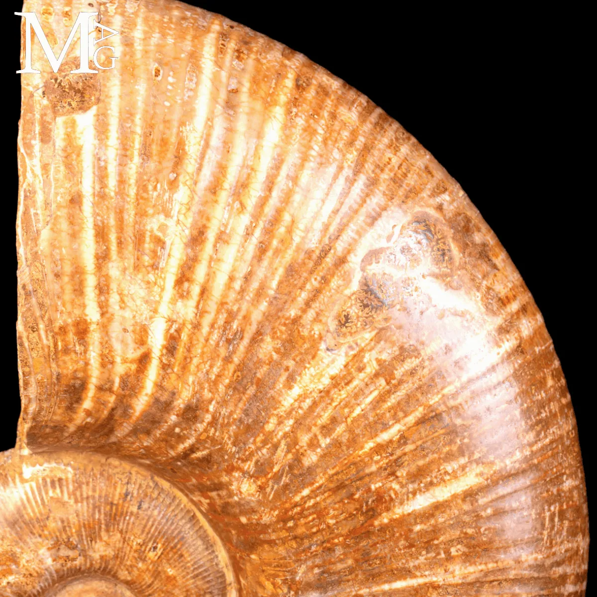 Ammonite Fossile Lytoceras – Eleganza Preistorica su Base.