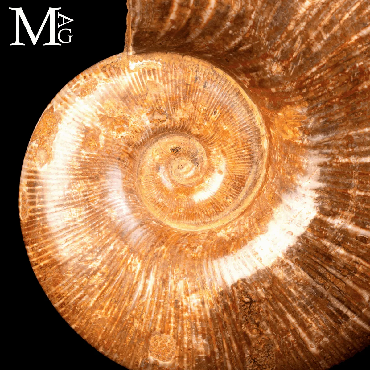 Ammonite Fossile Lytoceras – Eleganza Preistorica su Base.
