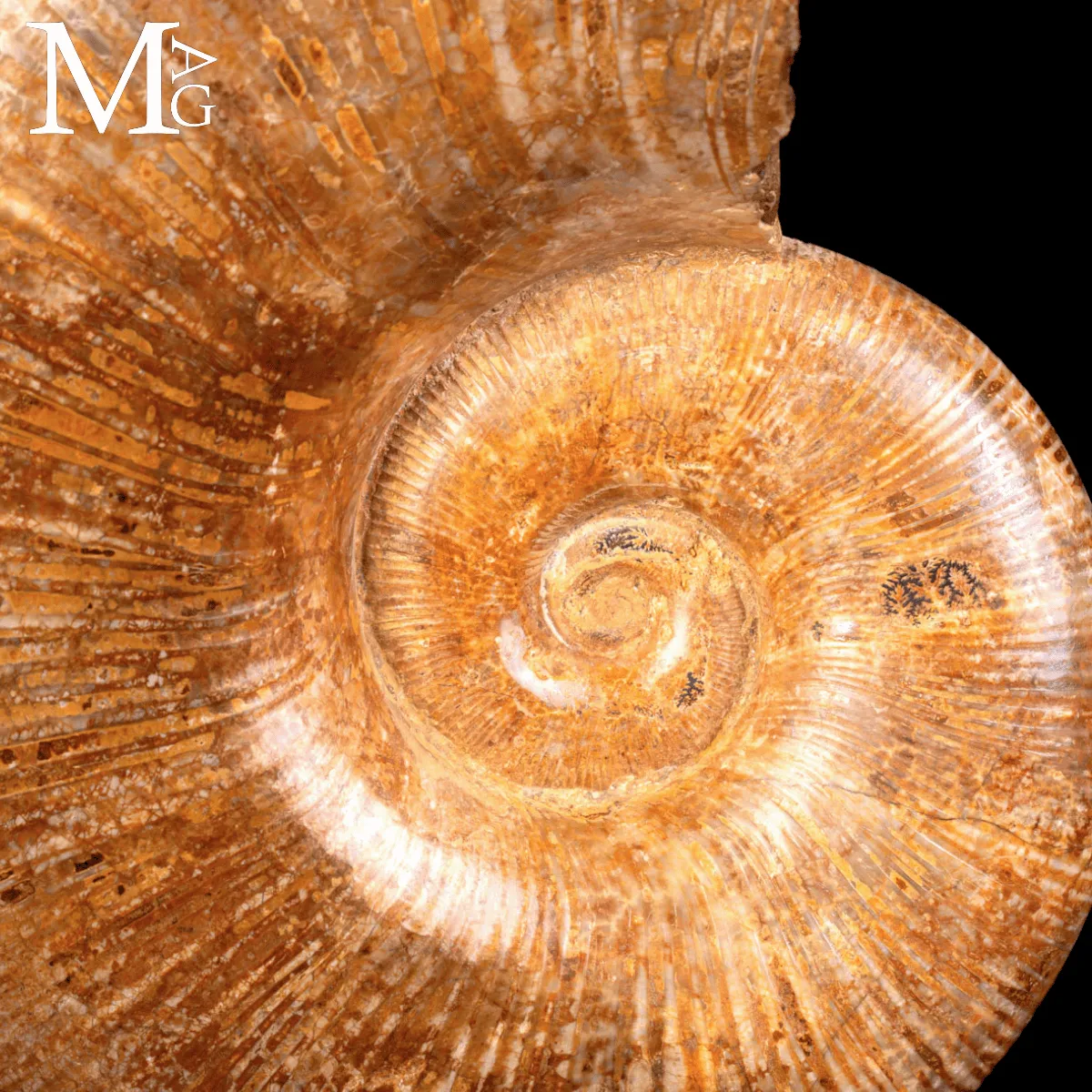 Ammonite Fossile Lytoceras – Eleganza Preistorica su Base.