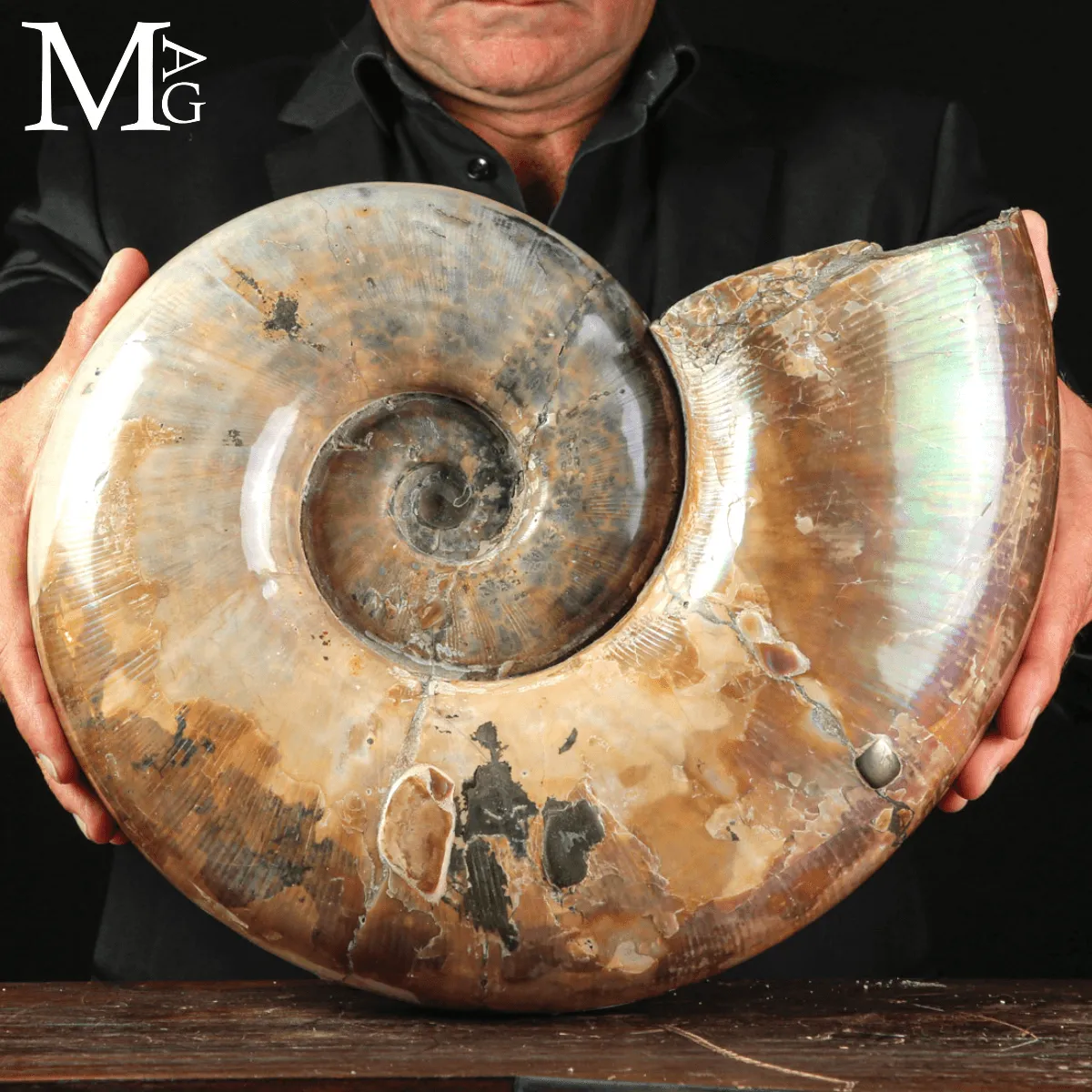 Ammonite Fossile Lytoceras sp. – Superficie Opalescente.