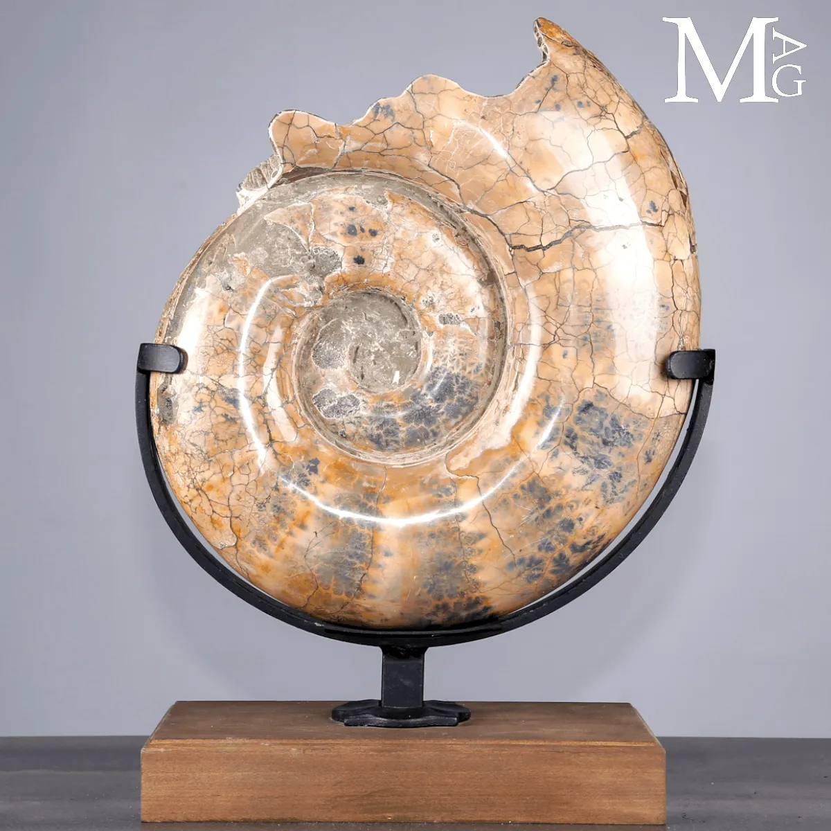 Lytoceras fossile - Grande ammonite su base.