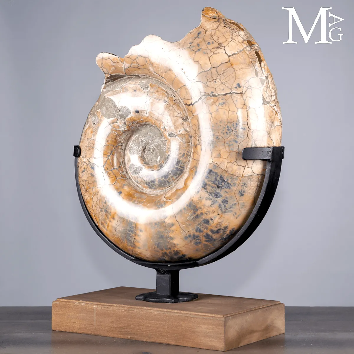 Lytoceras fossile - Grande ammonite su base.