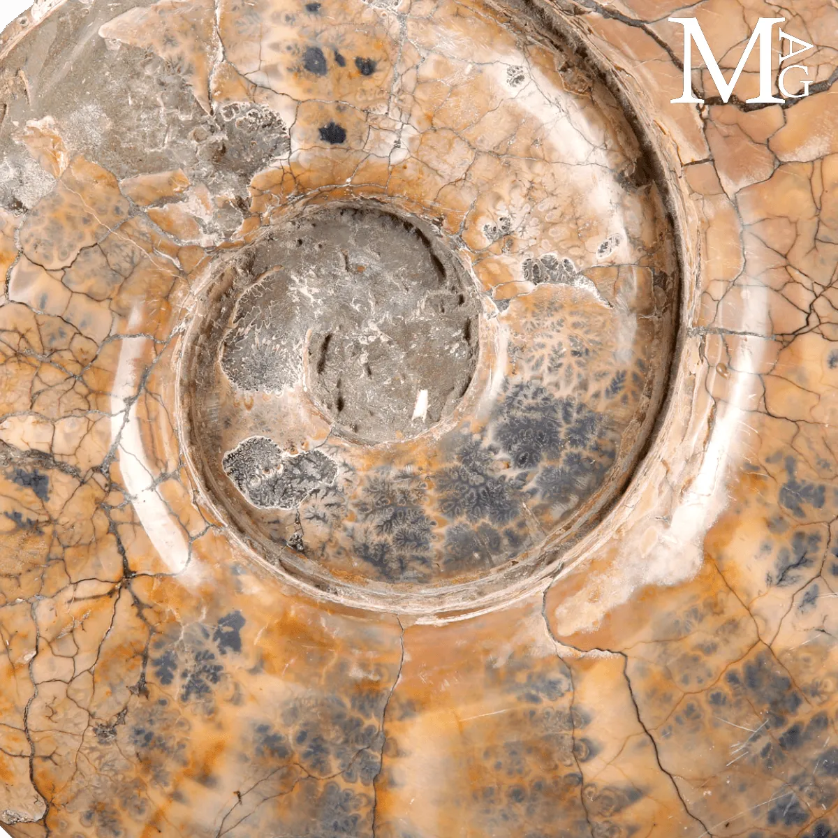 Lytoceras fossile - Grande ammonite su base.