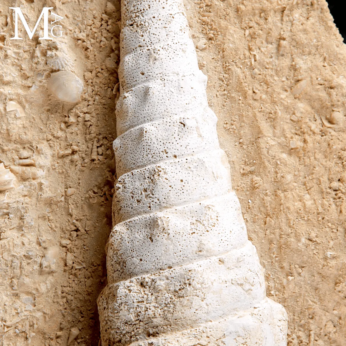 Campanile Giganteum – L’eleganza fossile dell’Eocene