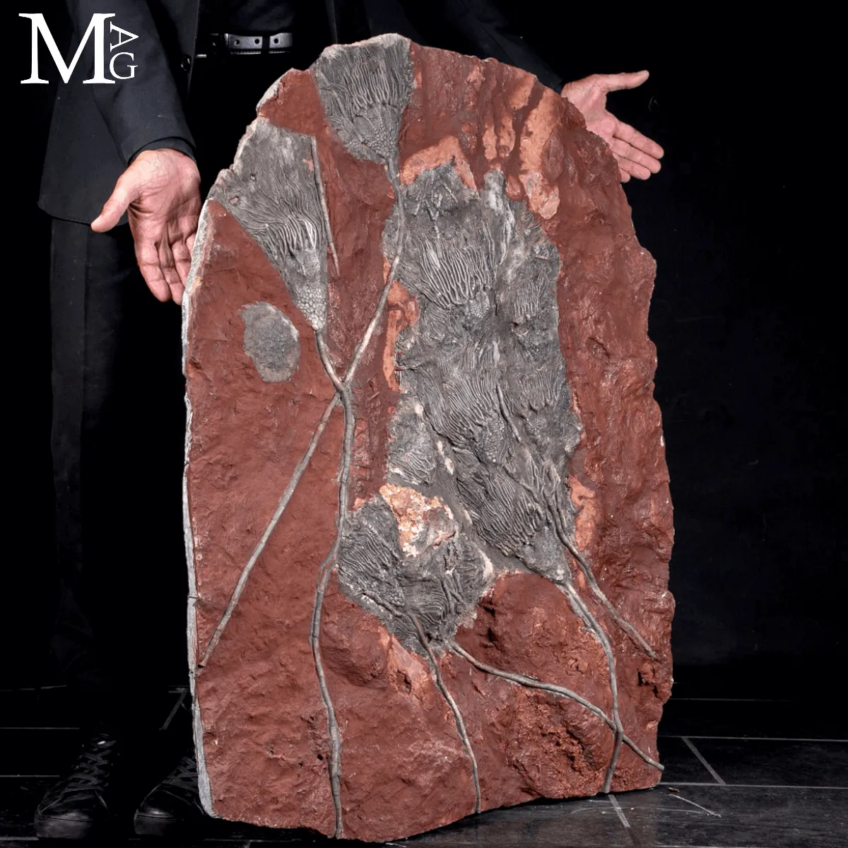 Lastra Fossile con Crinoidi – Paleozoico del Marocco