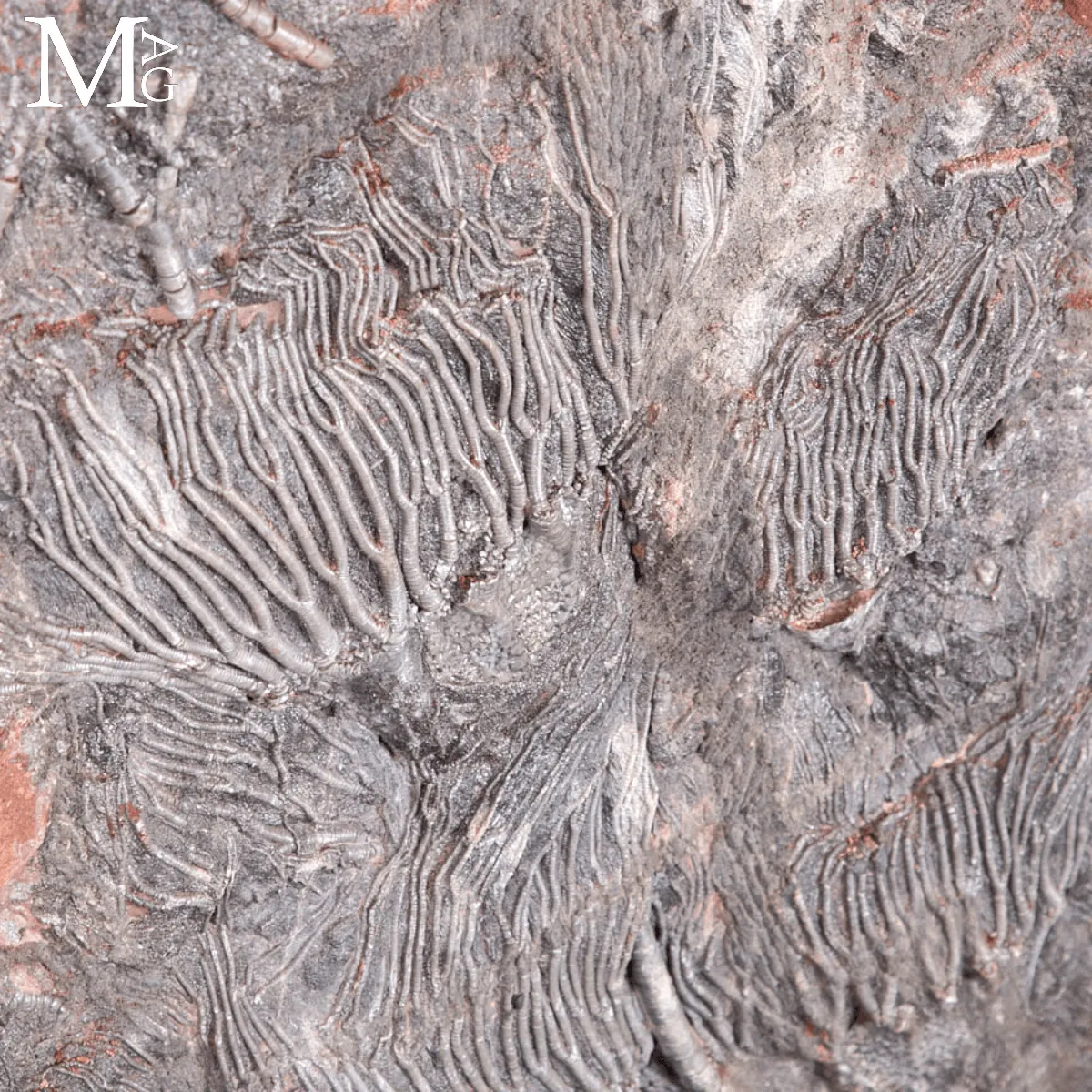 Lastra Fossile con Crinoidi – Paleozoico del Marocco