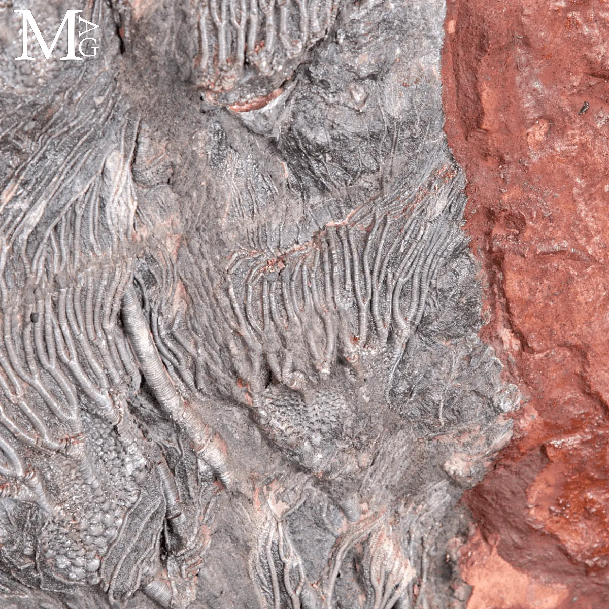 Lastra Fossile con Crinoidi – Paleozoico del Marocco