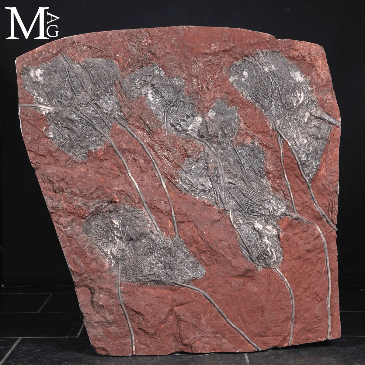 Grande Lastra Fossile con Crinoidi – Marocco