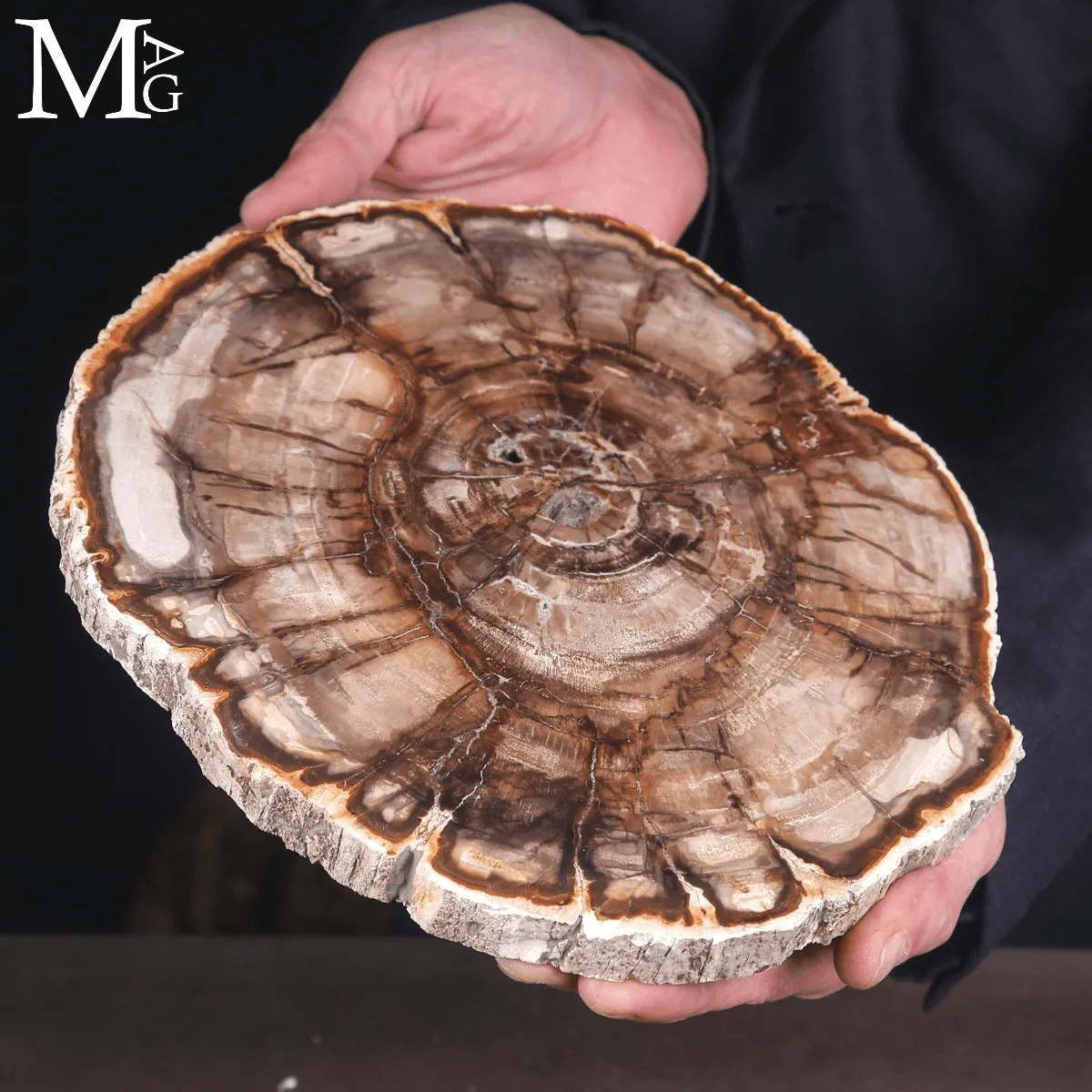 Lastra di Legno Fossile del Madagascar - Triassico