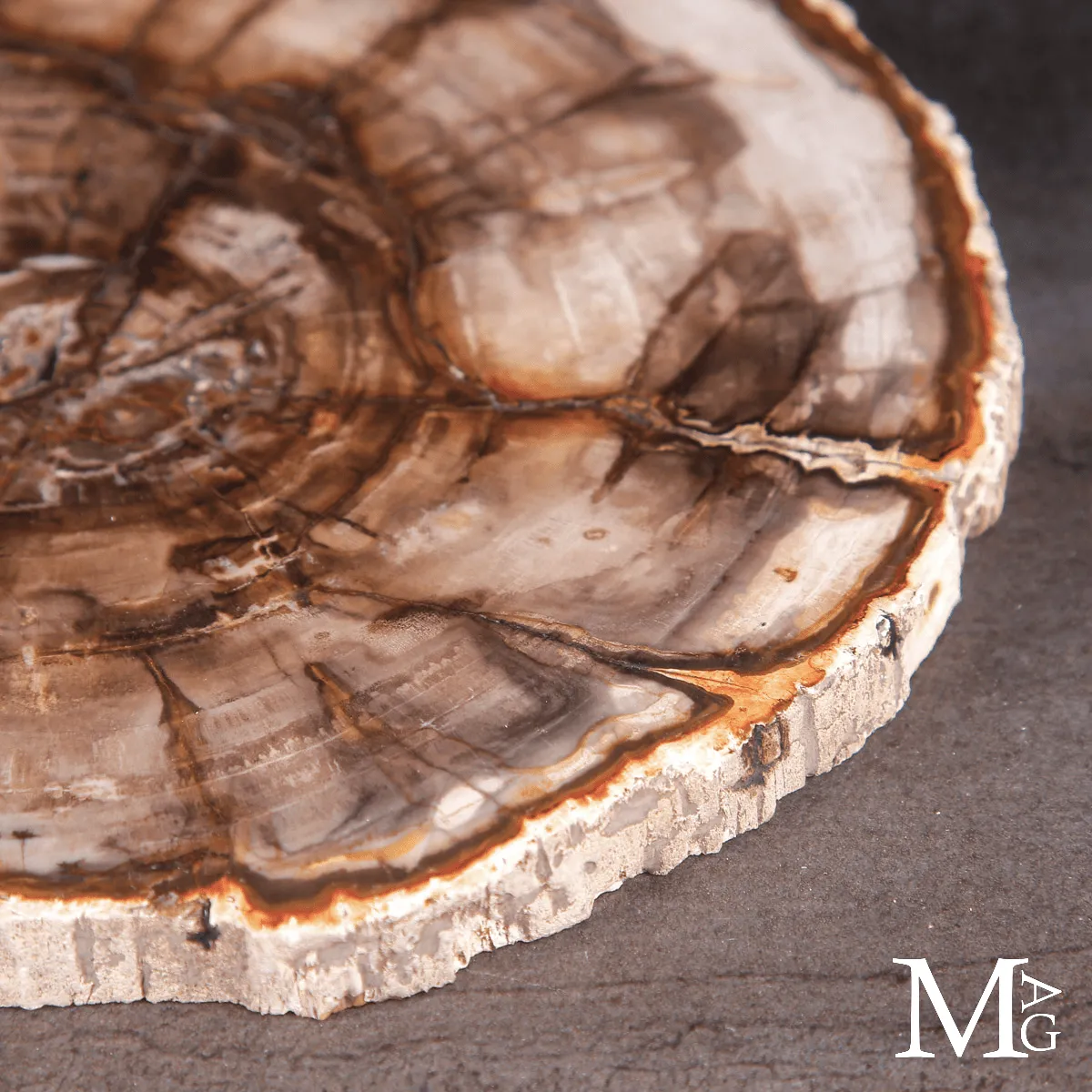 Lastra di Legno Fossile del Madagascar - Dal Triassico