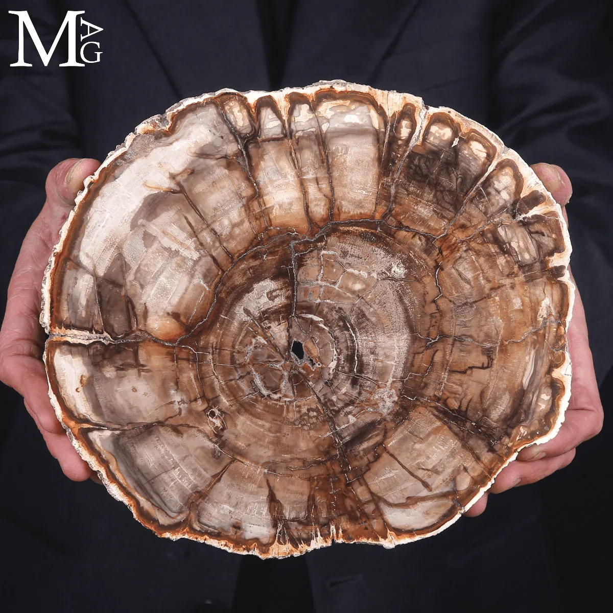 Lastra di Legno Fossile del Madagascar - Dal Triassico