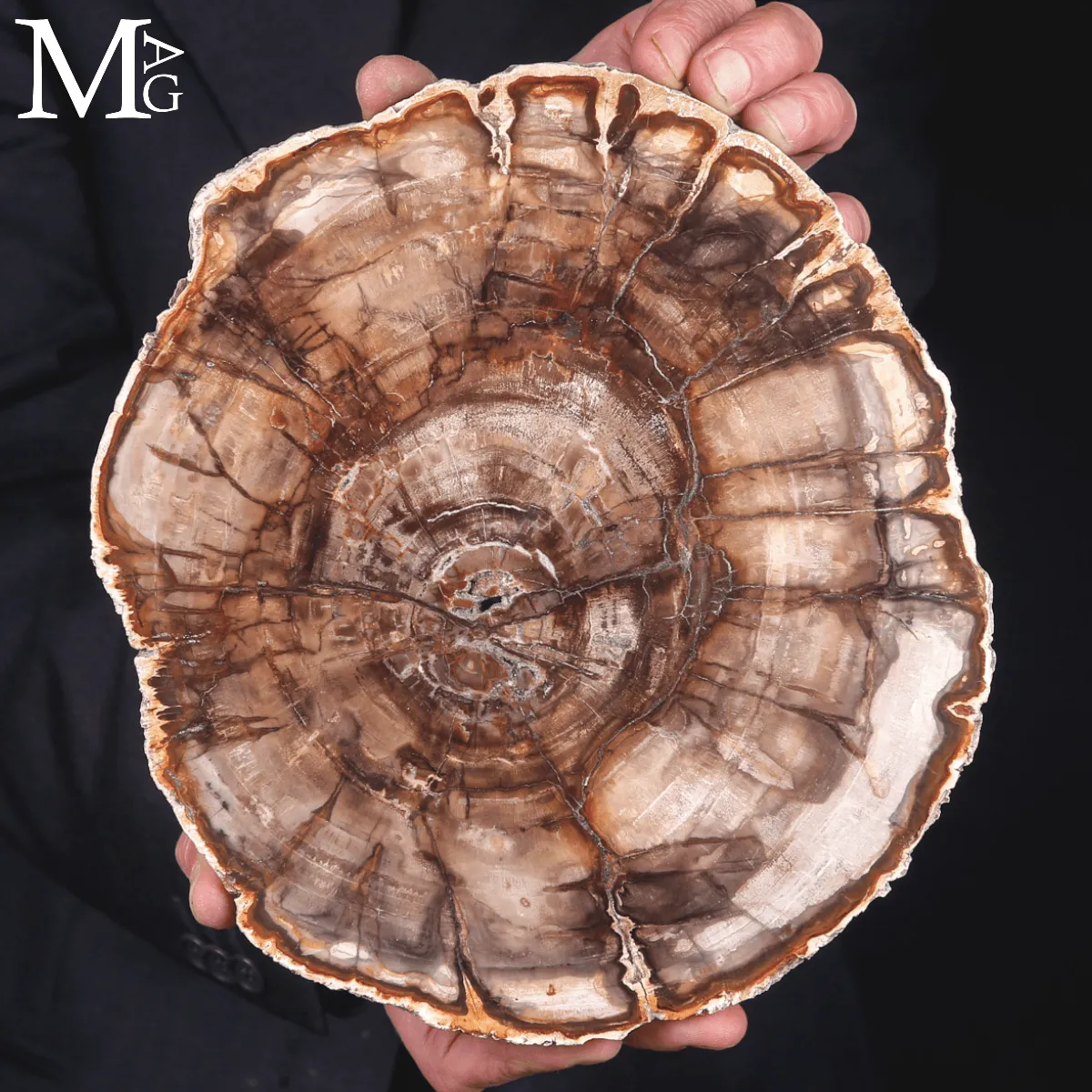 Lastra di Legno Fossile del Madagascar - Dal Triassico