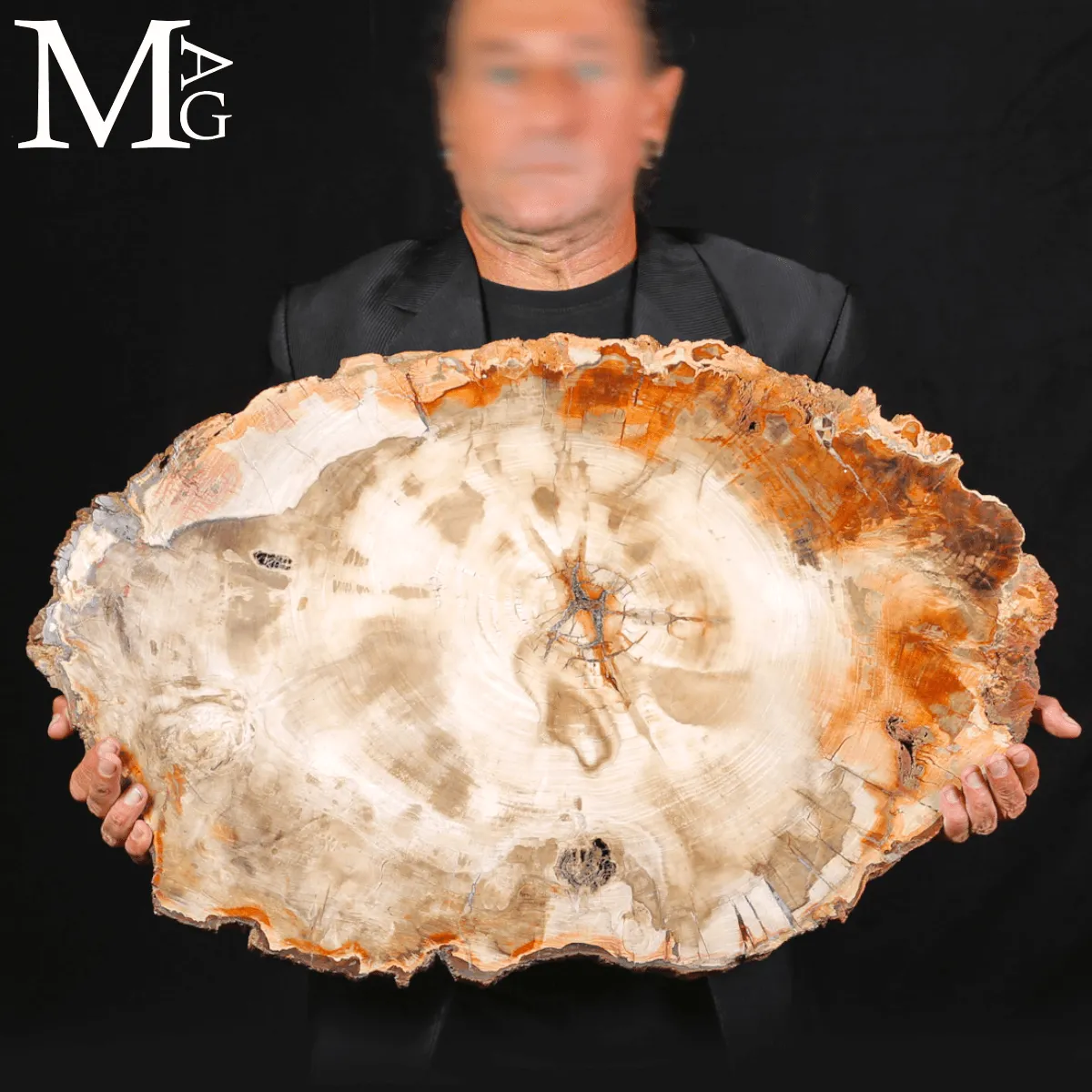 Grande Fetta Fossile di Legno Silicizzato.