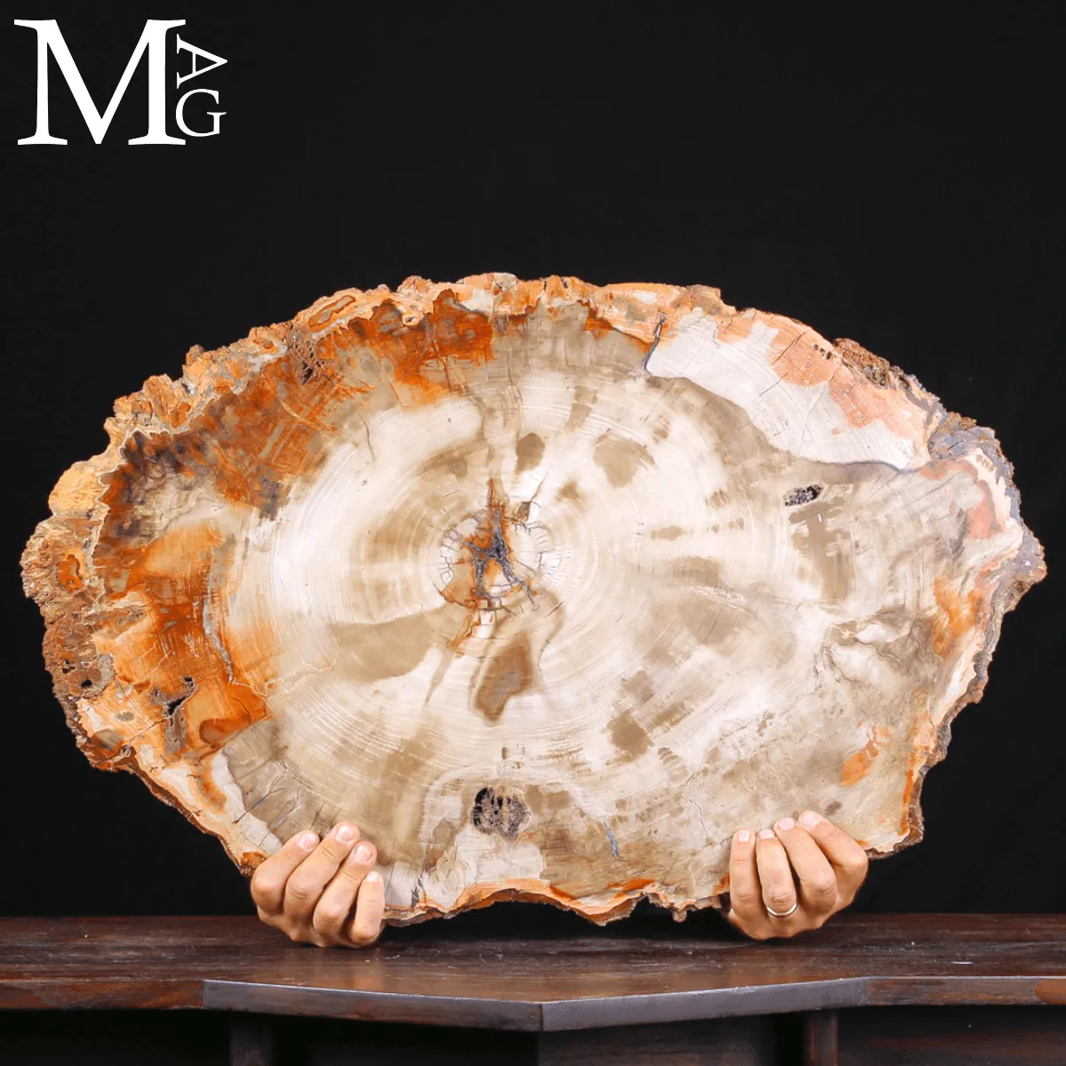 Grande Fetta Fossile di Legno Silicizzato.
