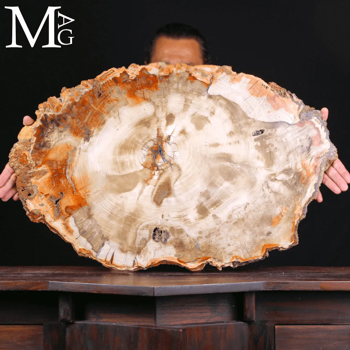 Grande Fetta Fossile di Legno Silicizzato.