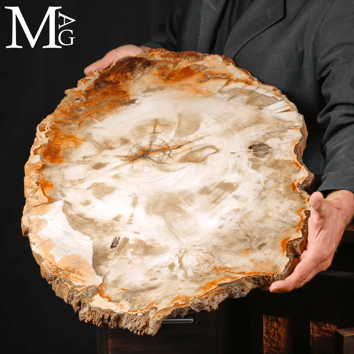 Grande Fetta Fossile di Legno Silicizzato.
