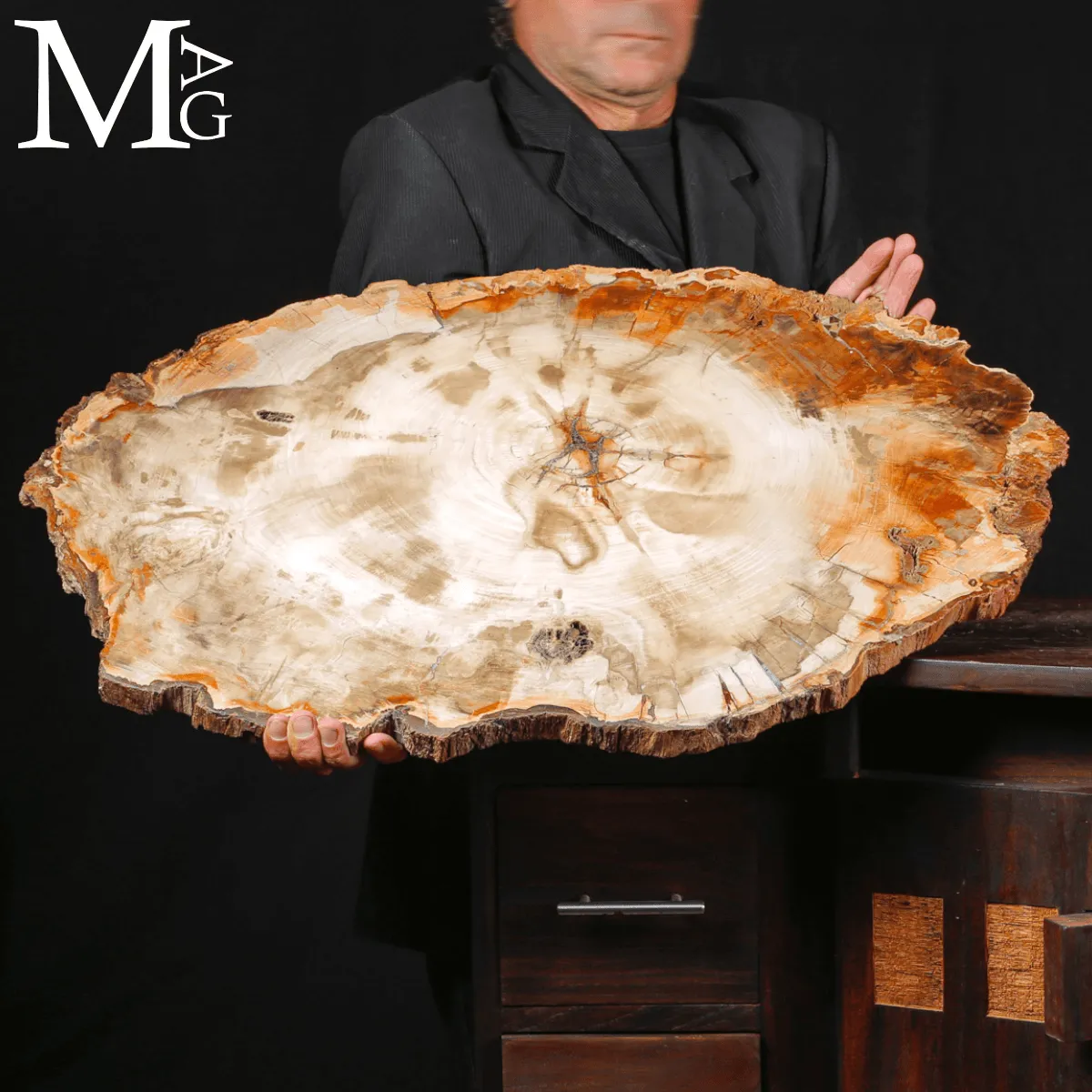 Grande Fetta Fossile di Legno Silicizzato.
