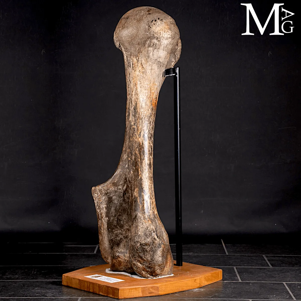 Omero fossile di Mammuthus Primigenius – Pleistocene (~50.000 anni)