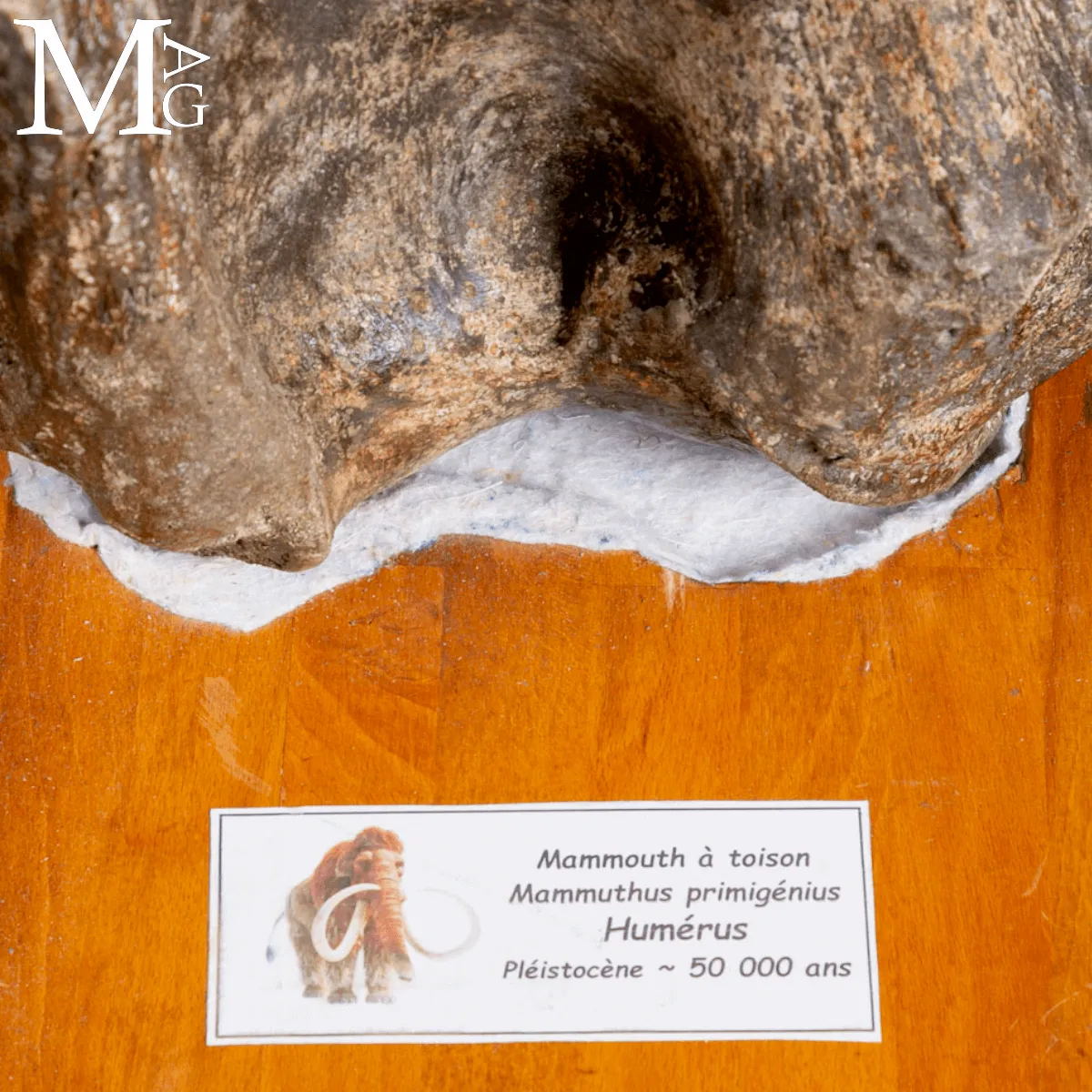 Omero fossile di Mammuthus Primigenius – Pleistocene (~50.000 anni)