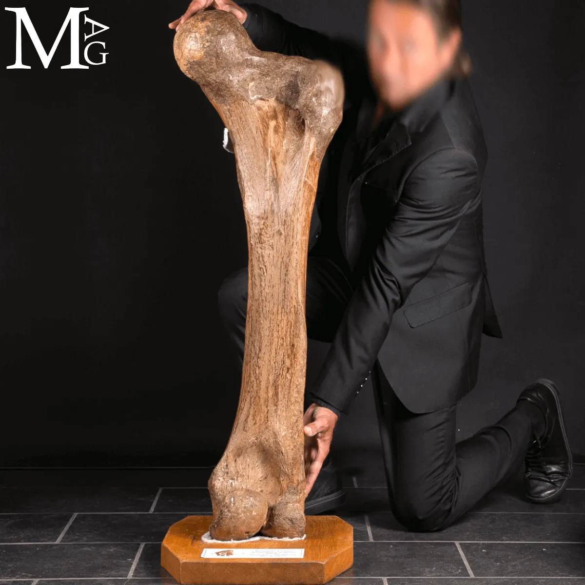 Femore Fossile di Mammuthus Primigenius – Pleistocene