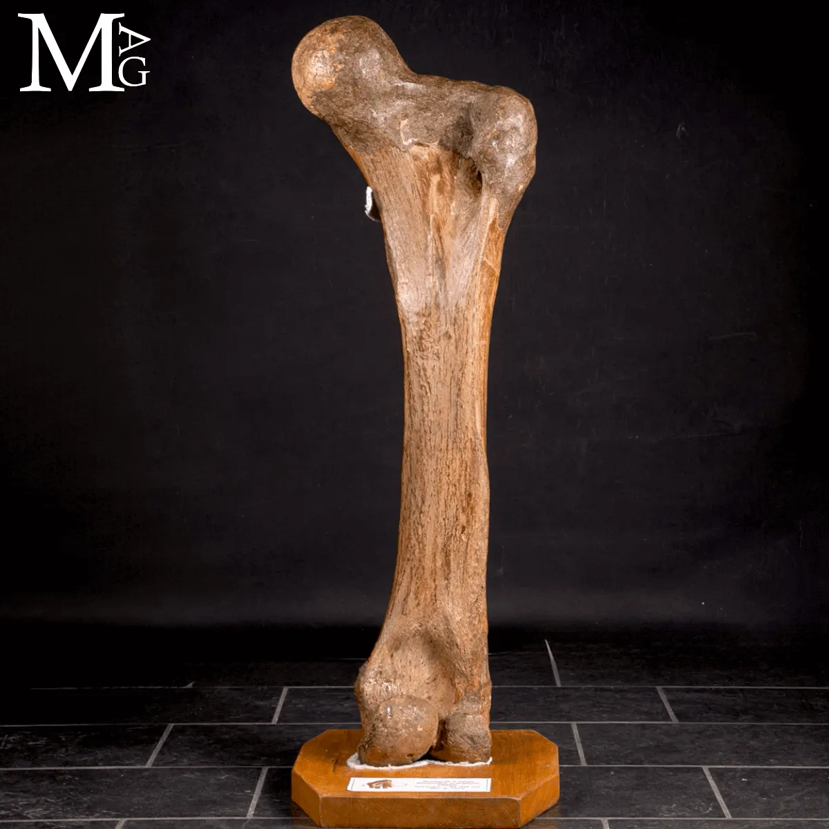 Femore Fossile di Mammuthus Primigenius – Pleistocene