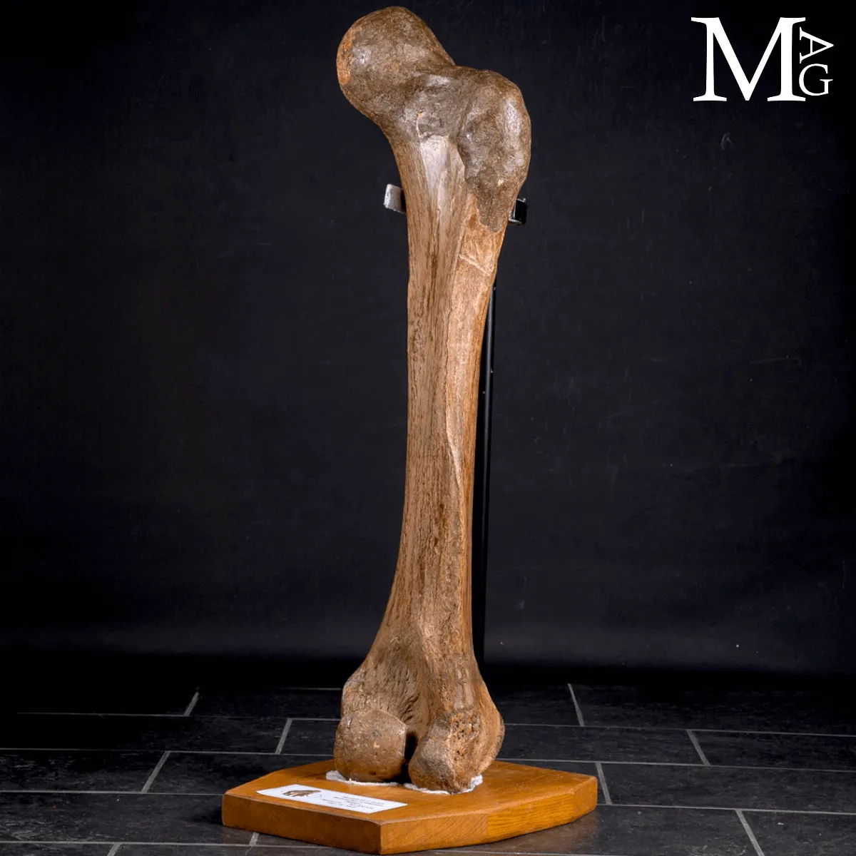 Femore Fossile di Mammuthus Primigenius – Pleistocene