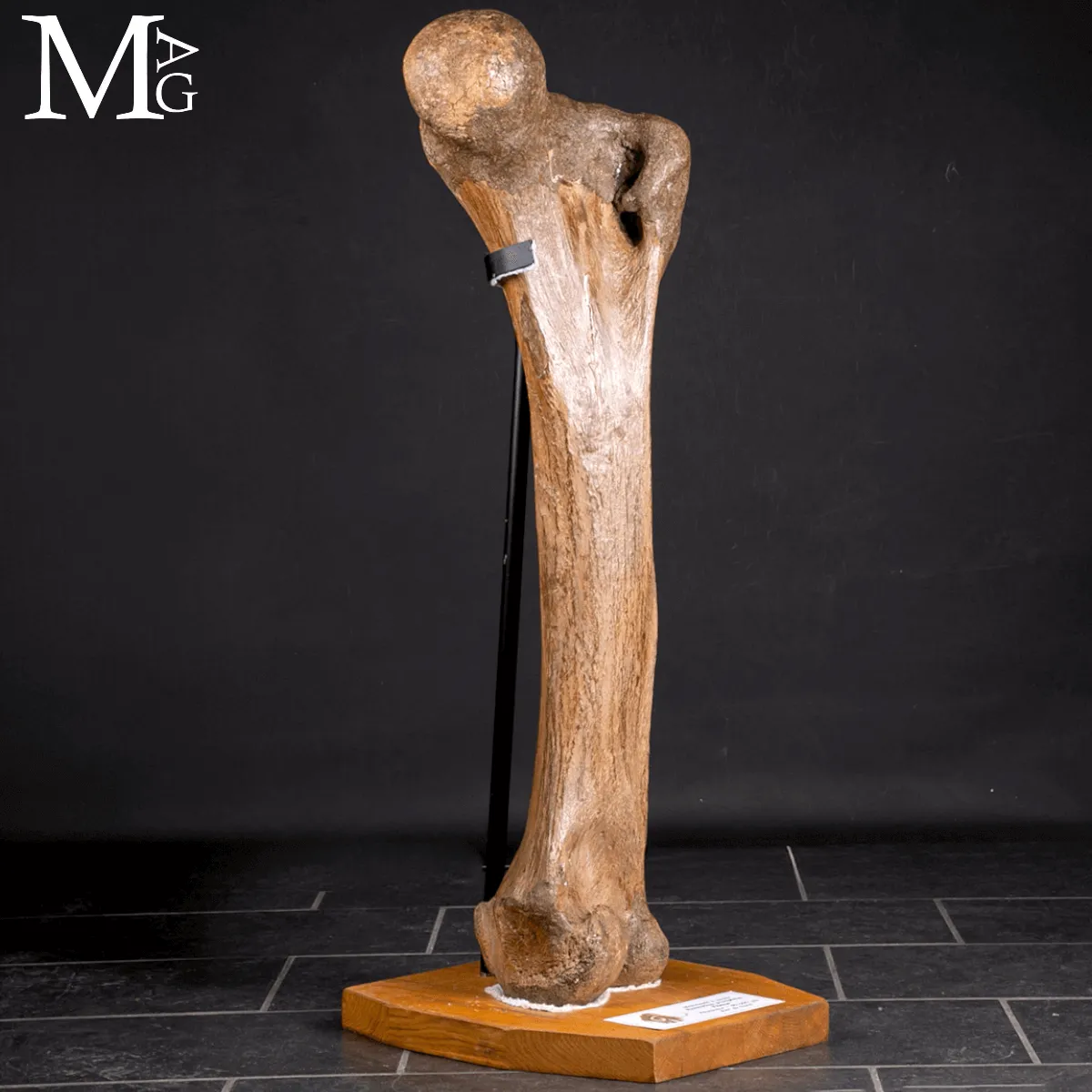 Femore Fossile di Mammuthus Primigenius – Pleistocene
