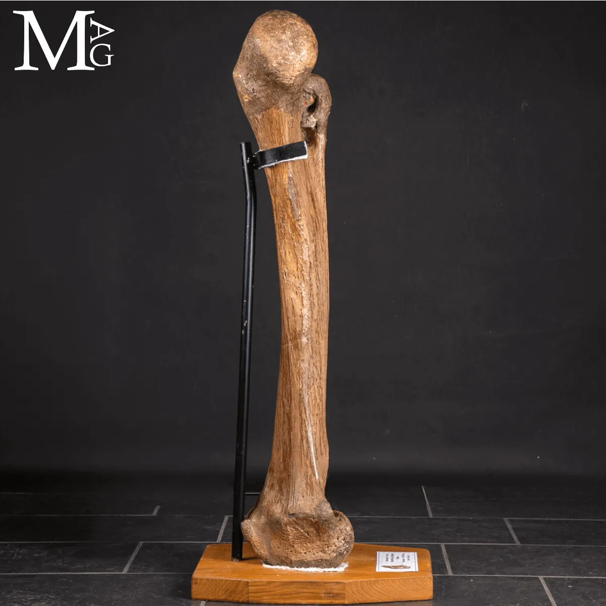 Femore Fossile di Mammuthus Primigenius – Pleistocene