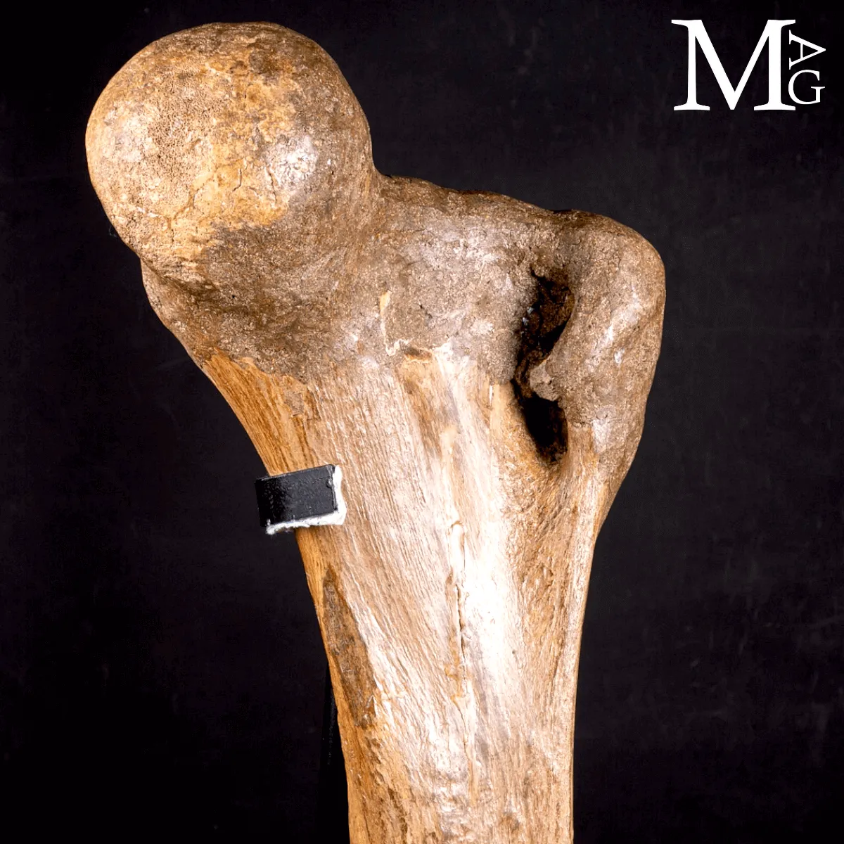 Femore Fossile di Mammuthus Primigenius – Pleistocene