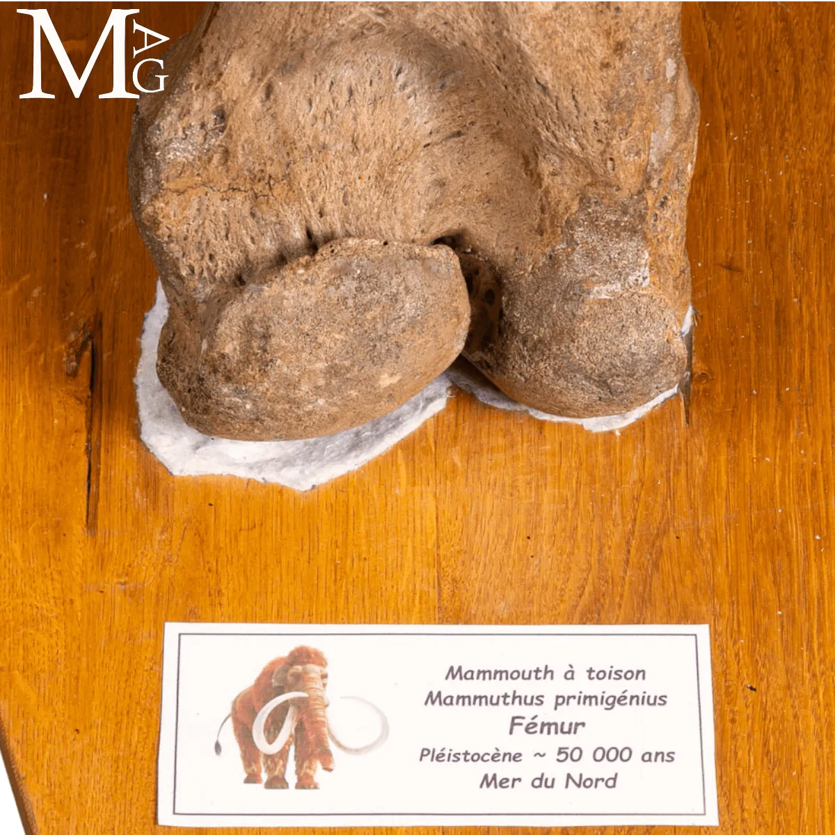 Femore Fossile di Mammuthus Primigenius – Pleistocene