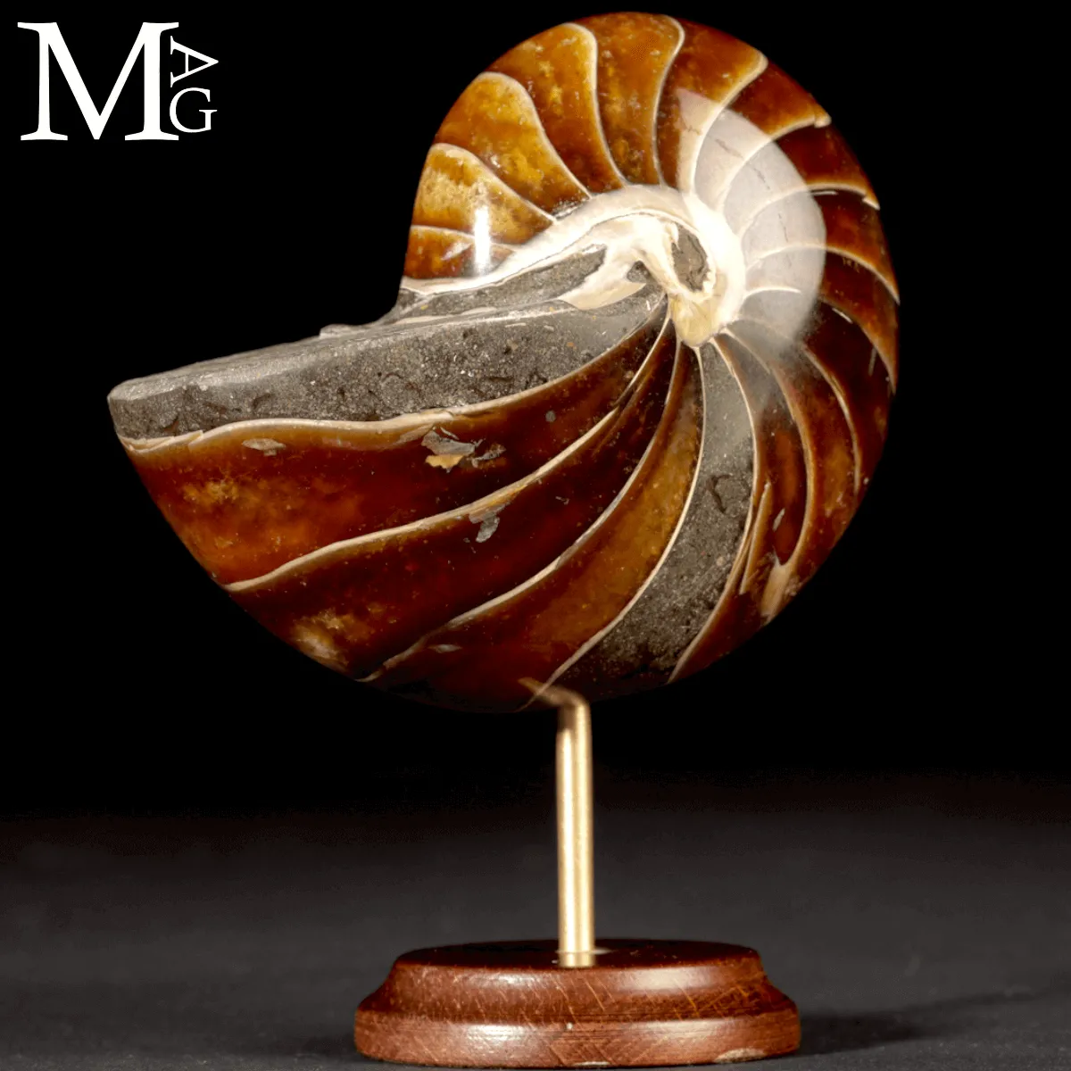 Nautilus Fossile - Aragonite e Calcite