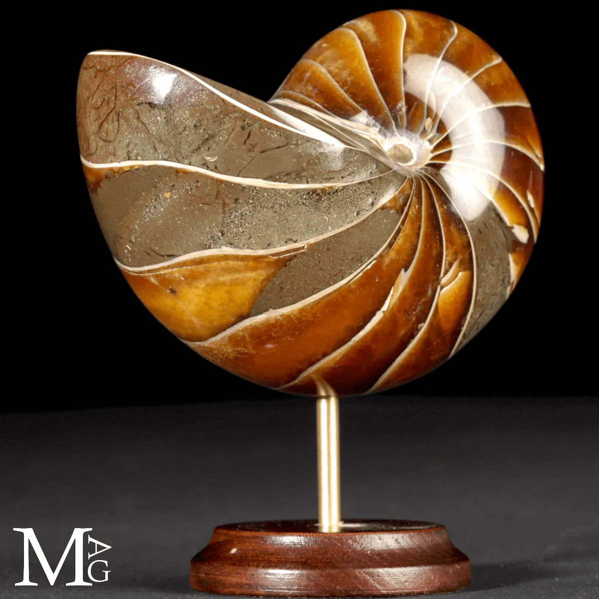 Nautilus Fossile - Spirale Antica