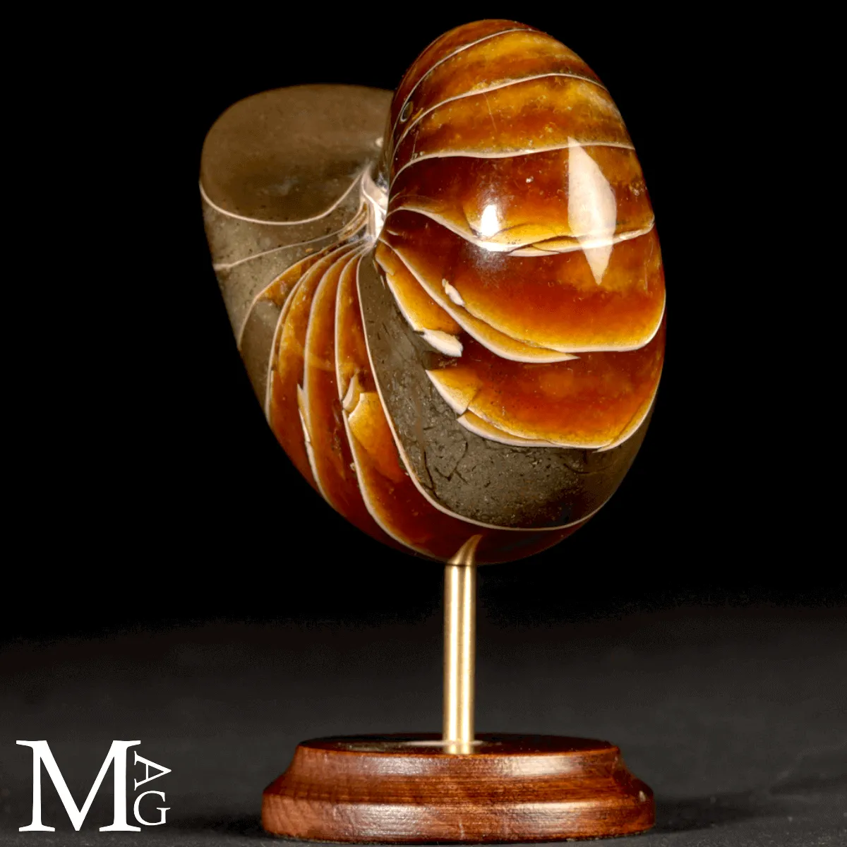 Nautilus Fossile - Spirale Antica