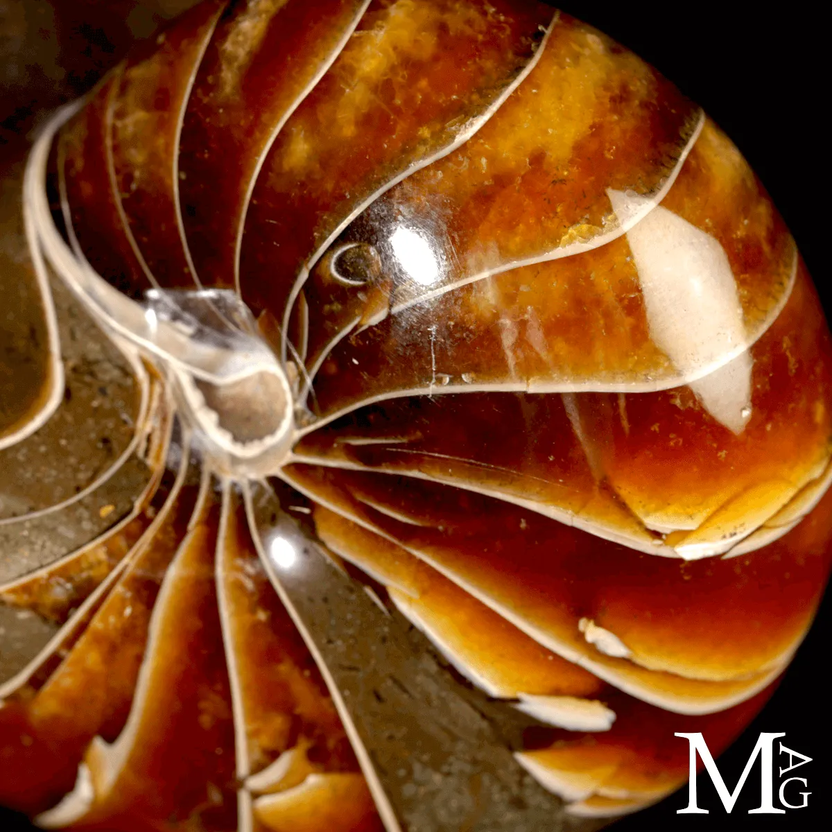 Nautilus Fossile - Spirale Antica