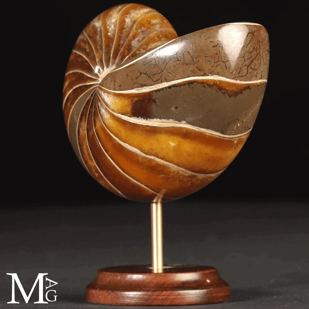 Nautilus Fossile - Spirale Antica