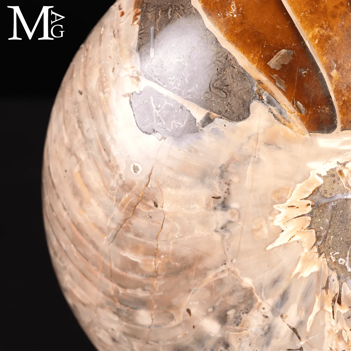 Grande Fossile di Nautiloide – Madagascar