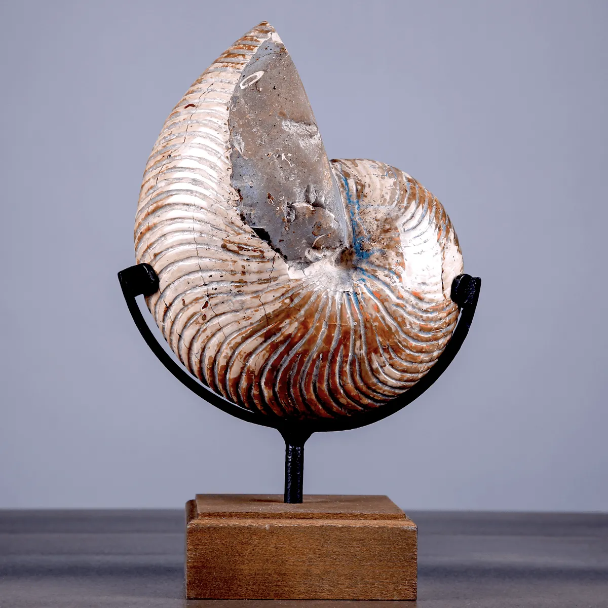 Nautilus Fossile Lucidato con Opalescenze Madreperlacee.