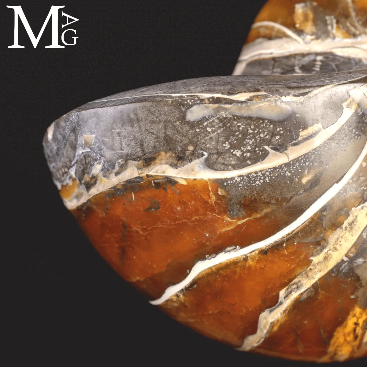 Nautilus Fossile Aragonite e calcite