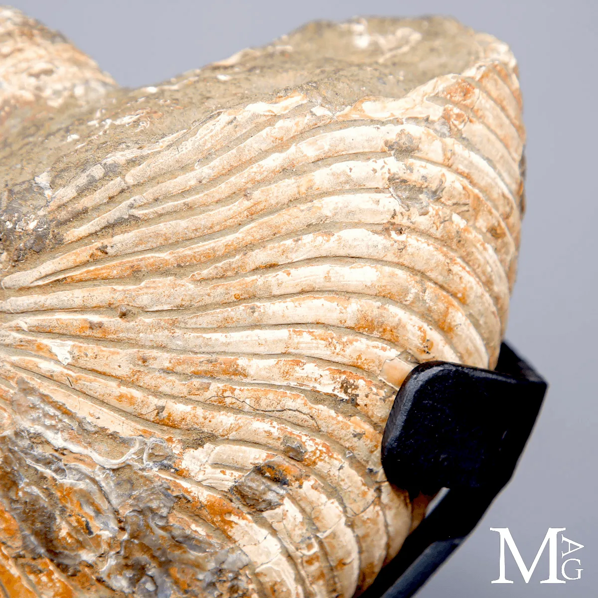 Nautilus Fossile del Madagascar su Base Espositiva