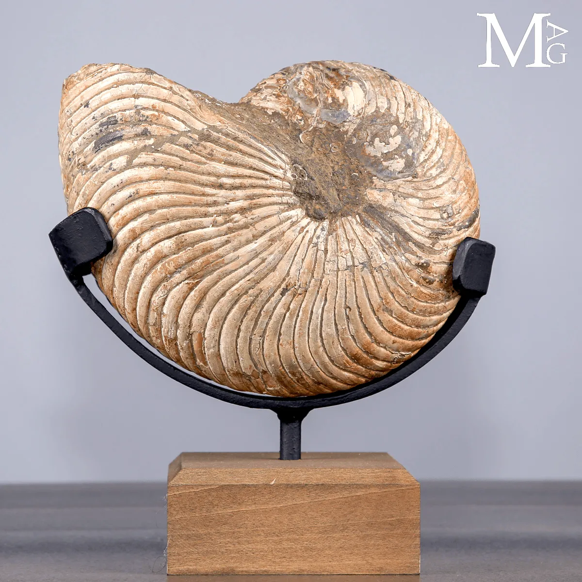 Nautilus Fossile del Madagascar su Base Espositiva