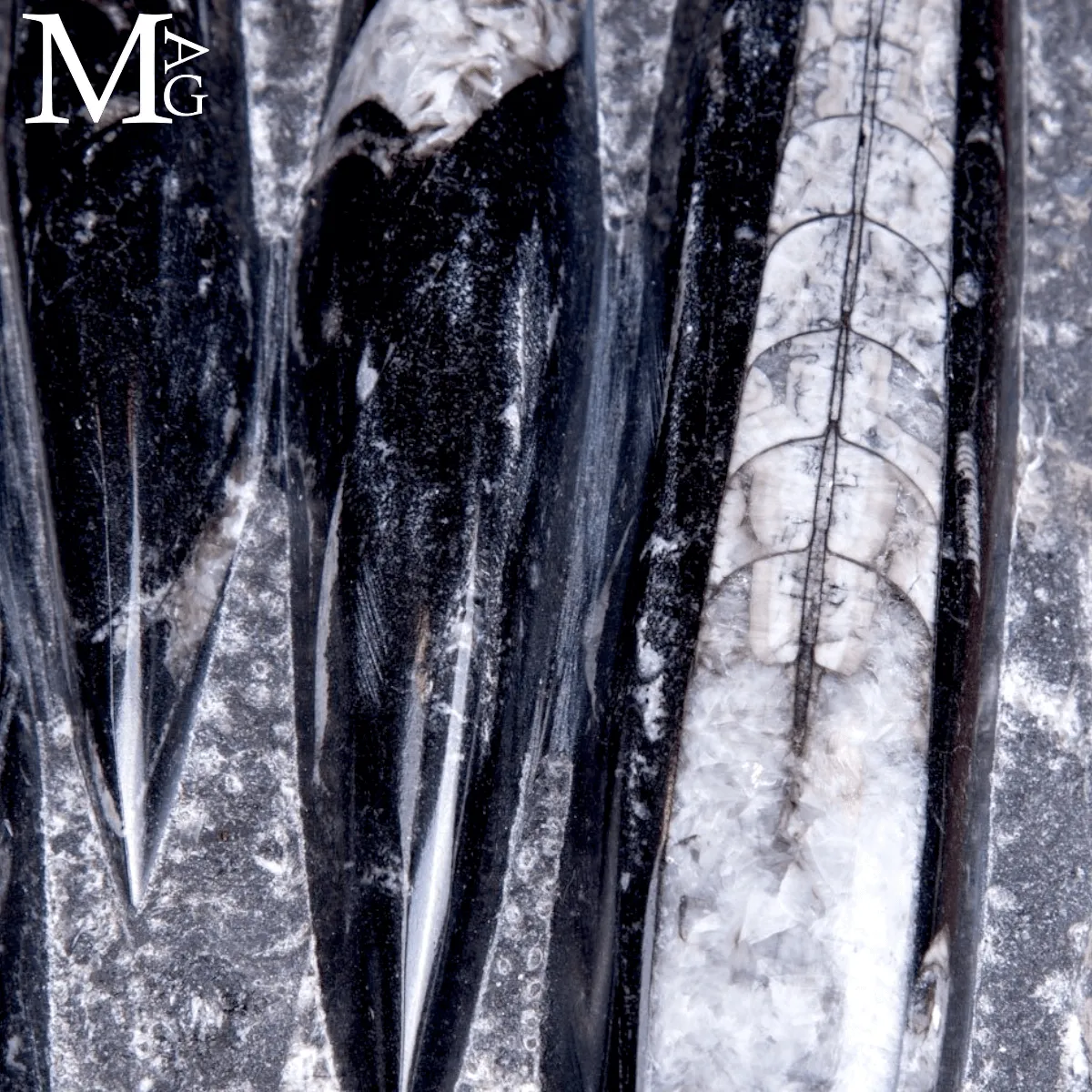 Lastra Fossile di Orthoceras – Marocco