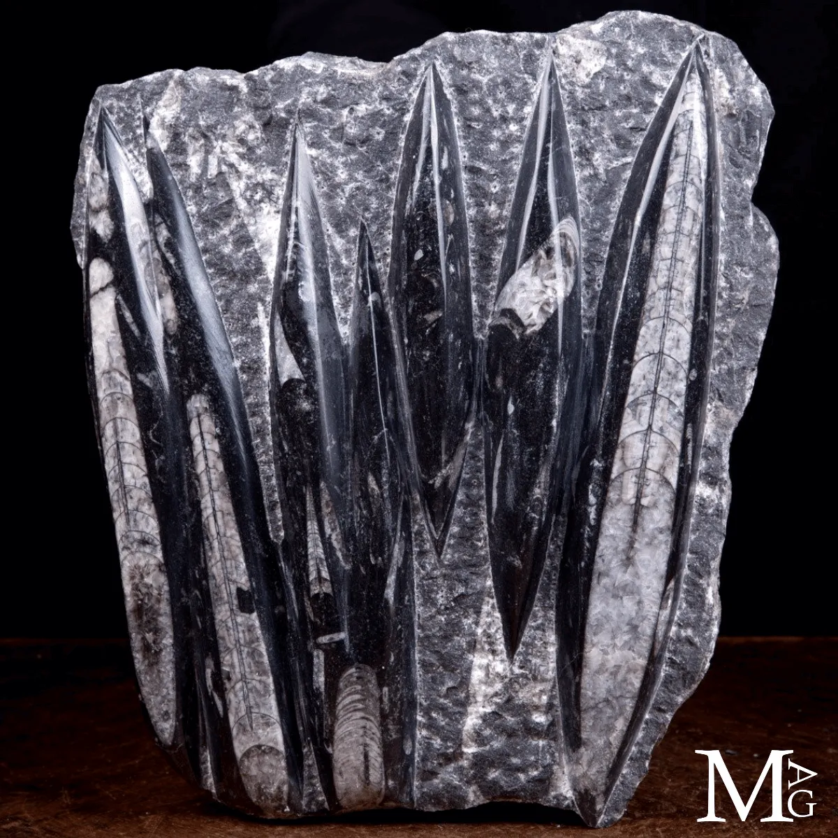 Lastra Fossile di Orthoceras – Marocco