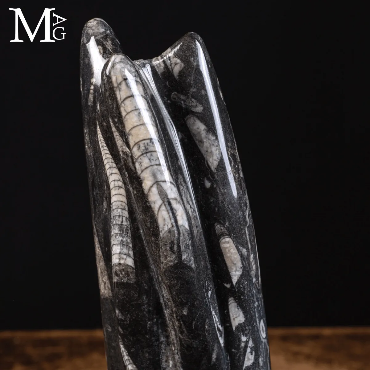 Torre di Orthoceras – Le Sentinelle del Mare Paleozoico